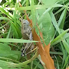 Differential grasshopper