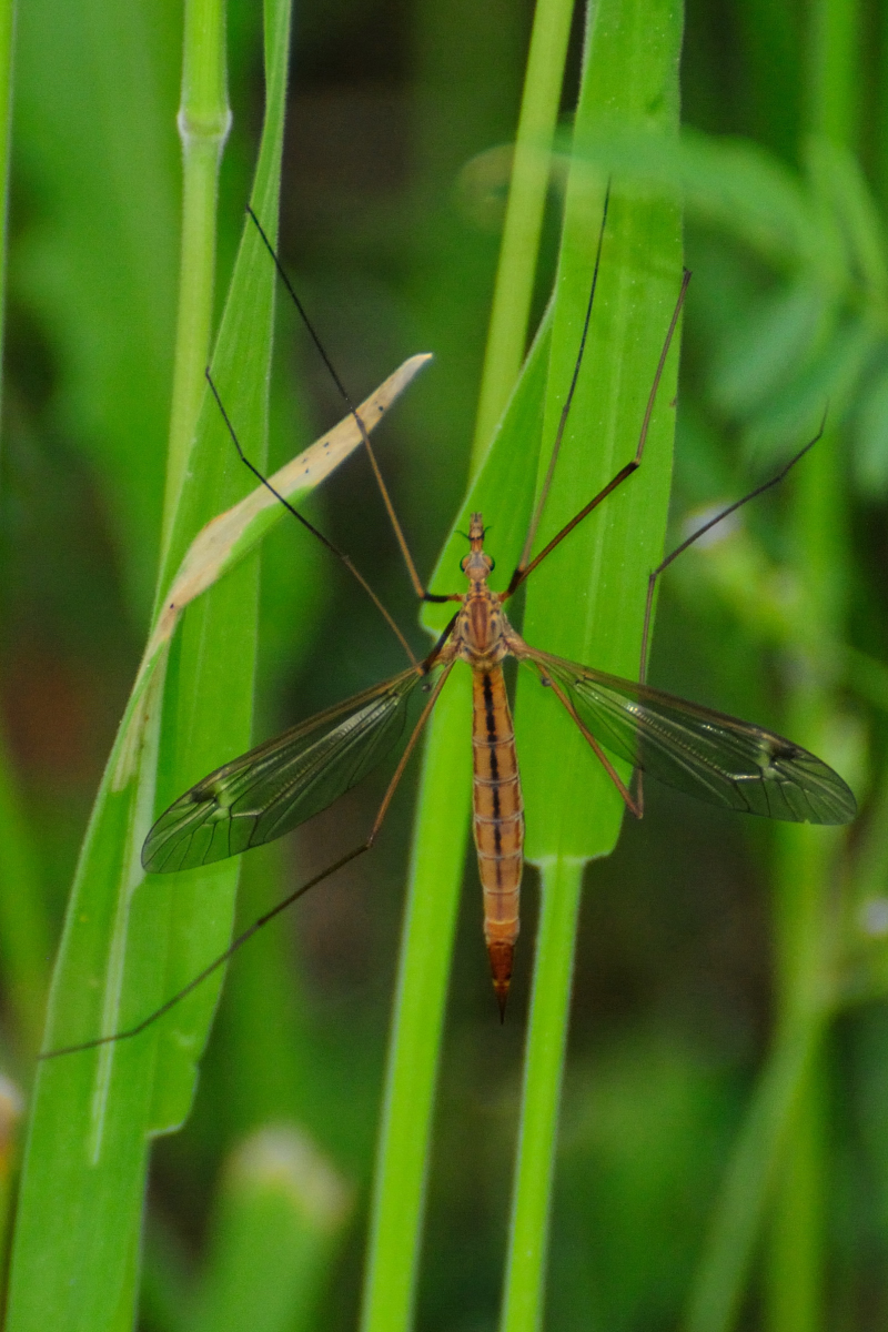 Cranefly, Tipula