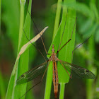Cranefly, Tipula
