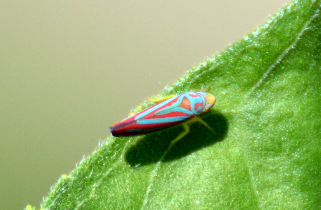 candy-striped leafhopper
