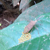 Coreidea Bug