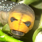 Oleander Hawk Moth caterpillar