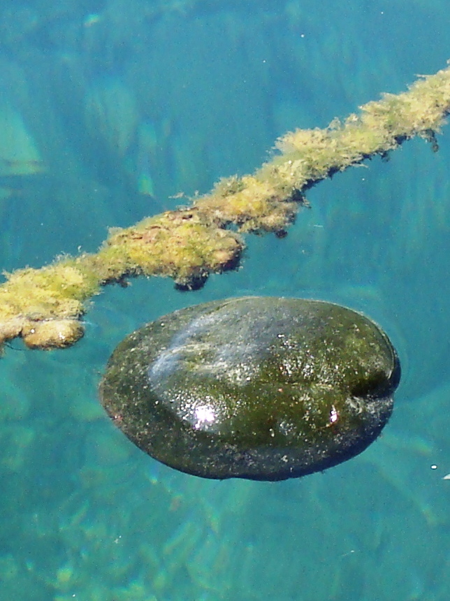 Green Sponge Ball Algae