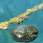 Green Sponge Ball Algae