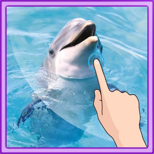 Funny Dolphin Live Wallpaper LOGO-APP點子