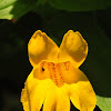 Monkey flower