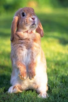 Lovely Little Rabbit
