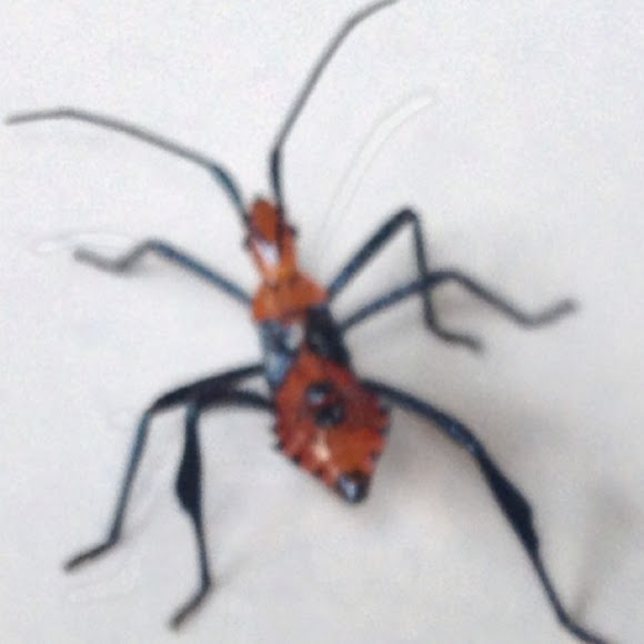 Reduviidae Project Noah