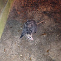 Virginia Opossum