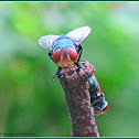 Oriental Latrine Fly (Female)