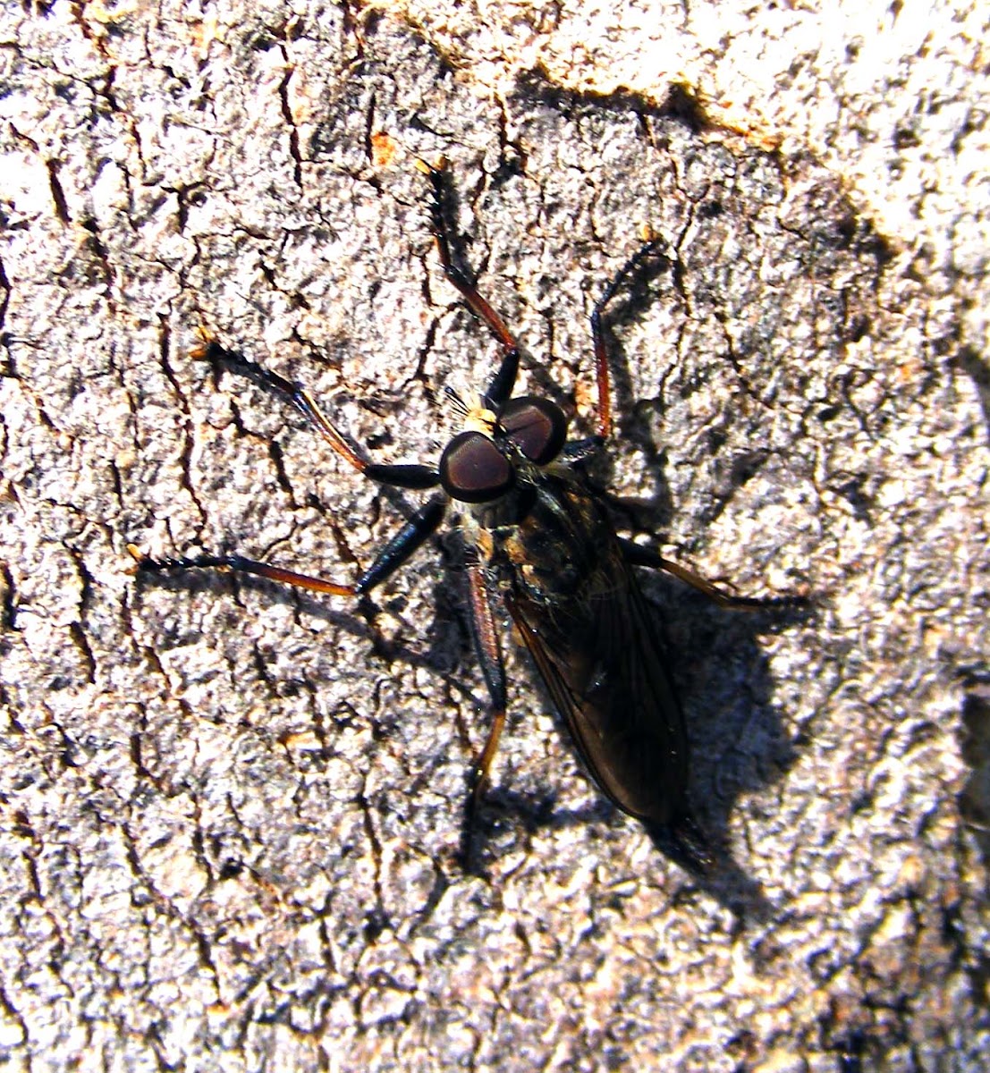 Common Yellow Robber Fly