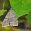 Rood weeskind, Red Underwing