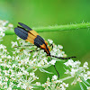 Reticulated Netwinged Beetle