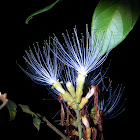 Inga tree flower (Ingazeira, Brazil)
