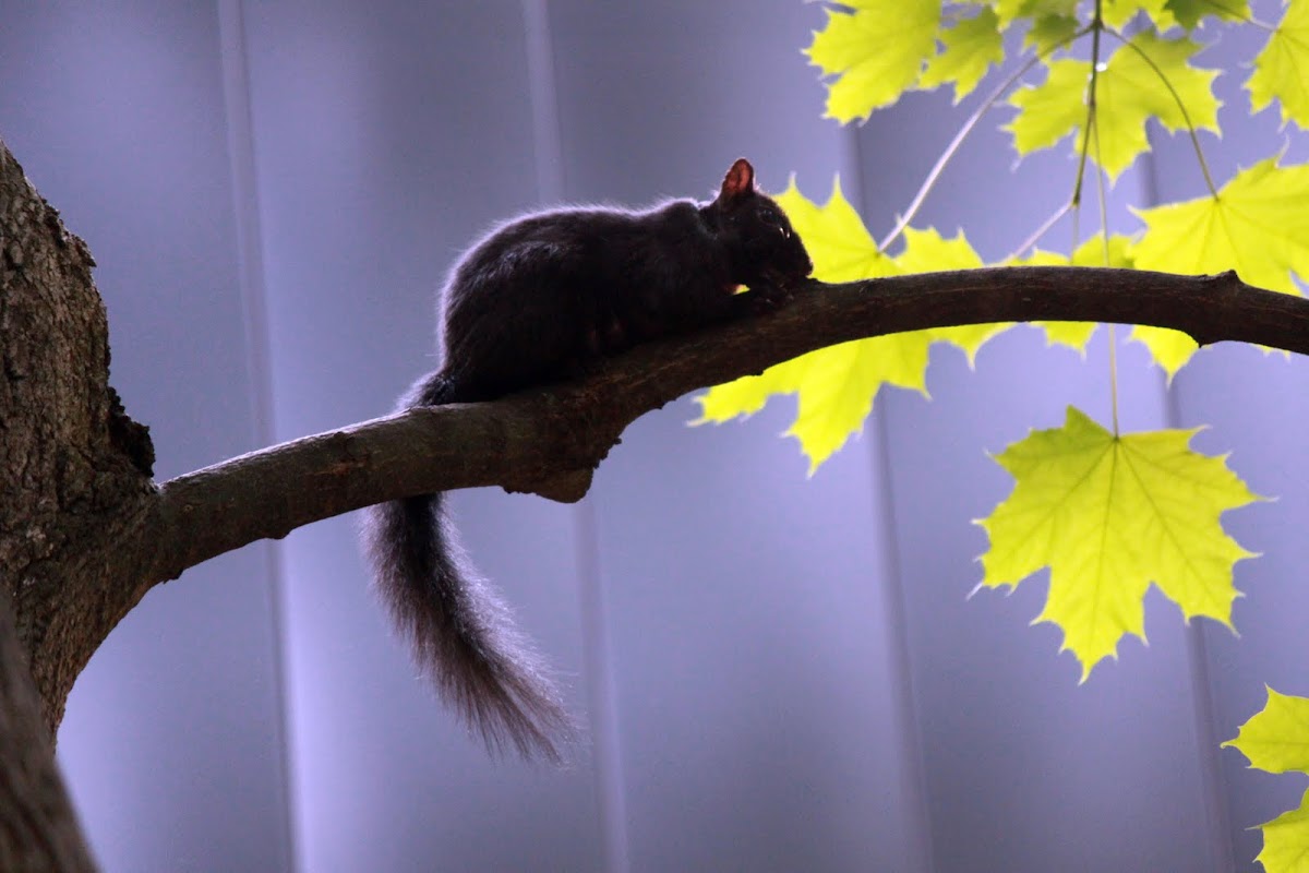 Black Eastern Gray Squirrel
