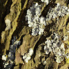 Shield lichen, Tarczownica bruzdkowana