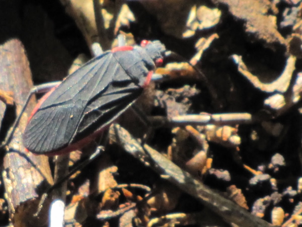 Soapberry bug