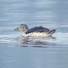 Knob-billed duck (female)