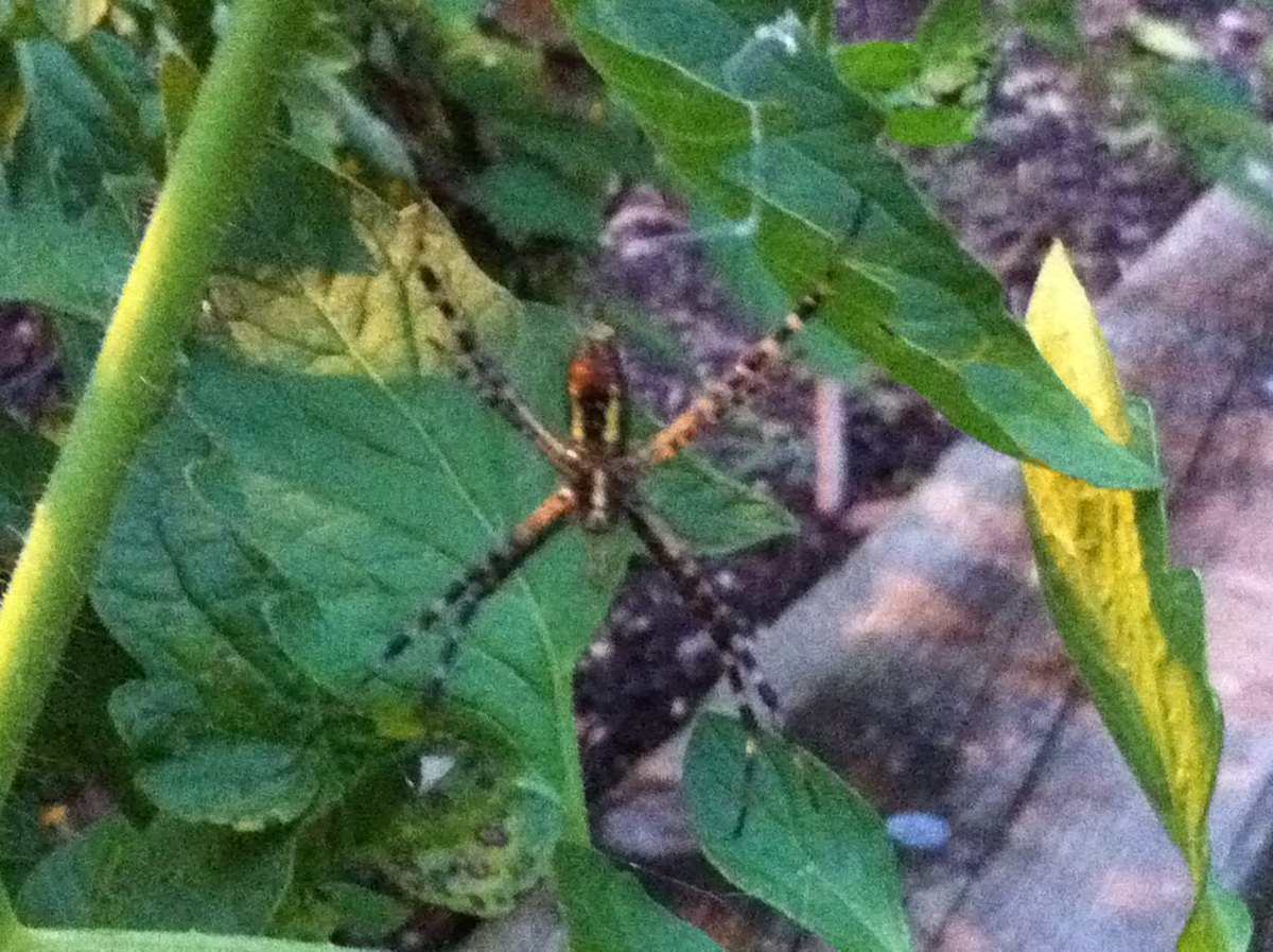 Spotting Project Noah