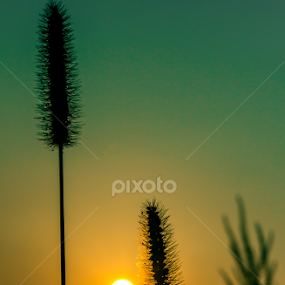 by Barak Johnson - Nature Up Close Leaves & Grasses