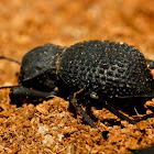 Black Death-feigning Beetle