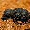 Black Death-feigning Beetle