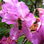 Bee on a rhododendron