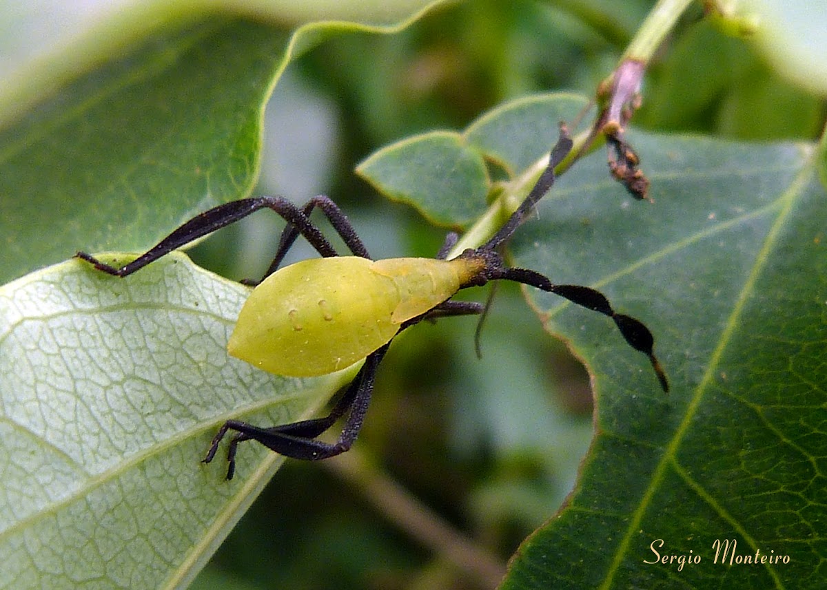 Coreid bug nymph