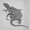 Asian House Gecko (mating)