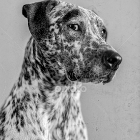 Side eye. by Lionel Madiou - Animals - Dogs Portraits
