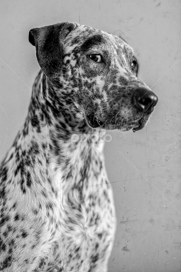 Side eye. by Lionel Madiou - Animals - Dogs Portraits