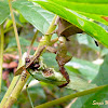 Dead leaf mantis eating a katydid