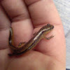 Northern two-lined salamander