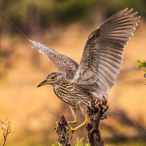 by Nigel Atkins - Animals Birds