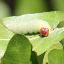Duskywing caterpillar