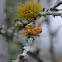 Orange foliose bark lichen