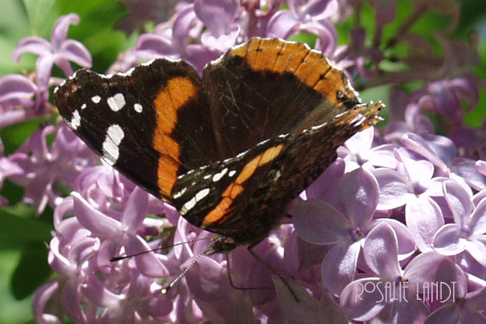 Red Admiral Butterfly