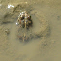 Rana común- Iberian green marsh frog