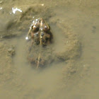Rana común- Iberian green marsh frog