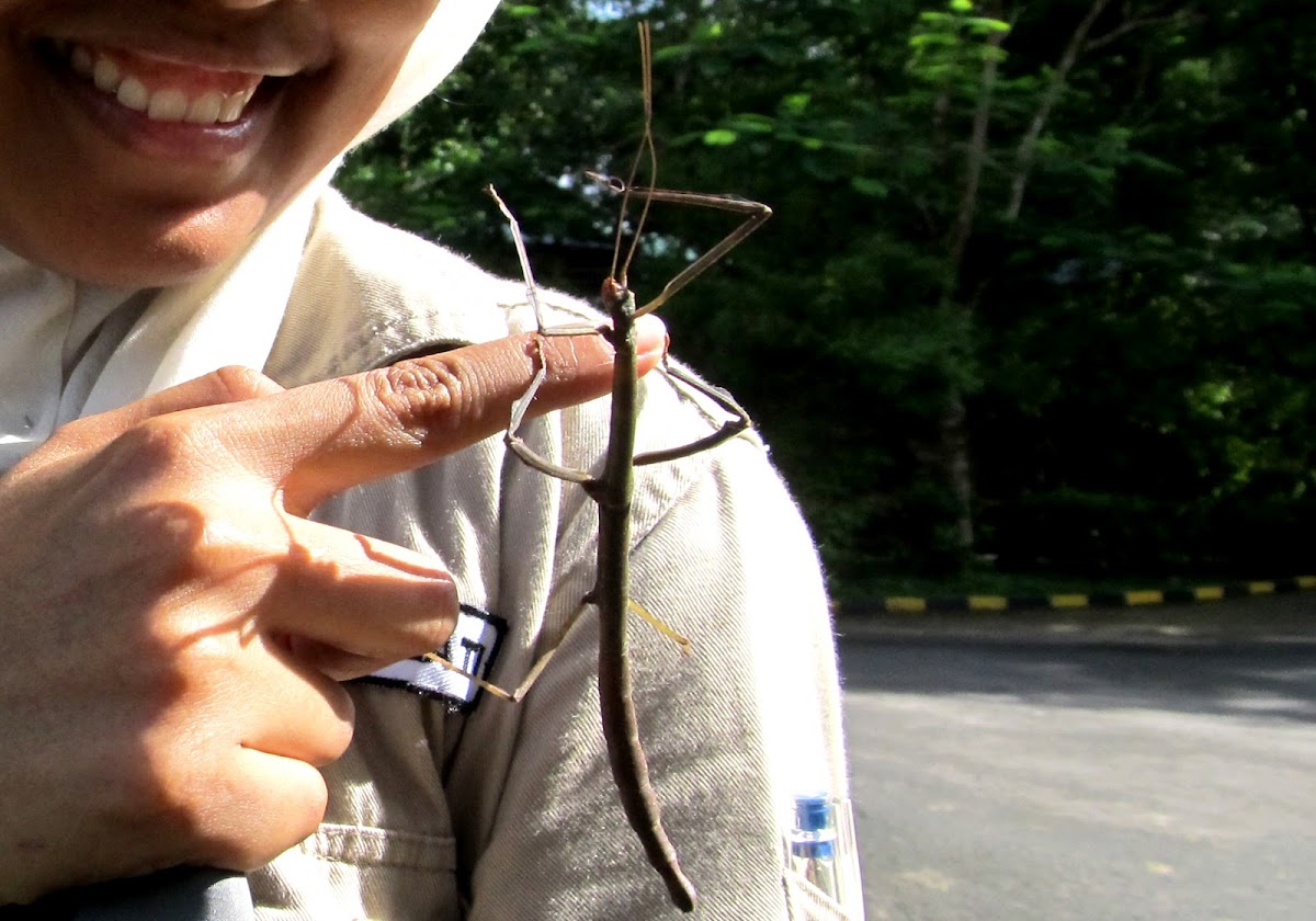 Walkingstick Insect
