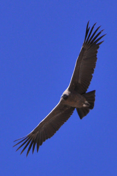 Andean Condor | Project Noah