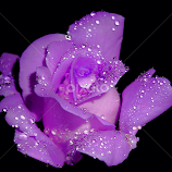 Purple rose for my Princess... by Милан Јакшић -  
