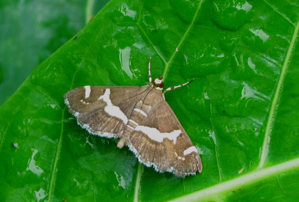 Beet Webworm Moth Project Noah