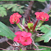 Crown-of-thorns or Christ Plant