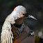 Northern Flicker