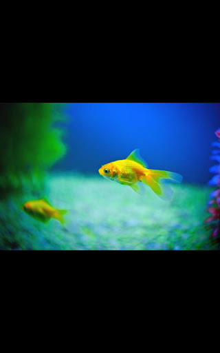 Hd Images Small Aquarium LWP