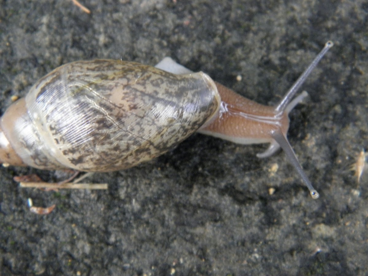 Land Snail (Nicaragua)