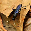 Ichneumon wasp