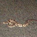 Rattlesnake