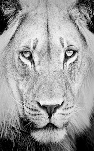 Lastest Beautiful Animal Puzzles APK